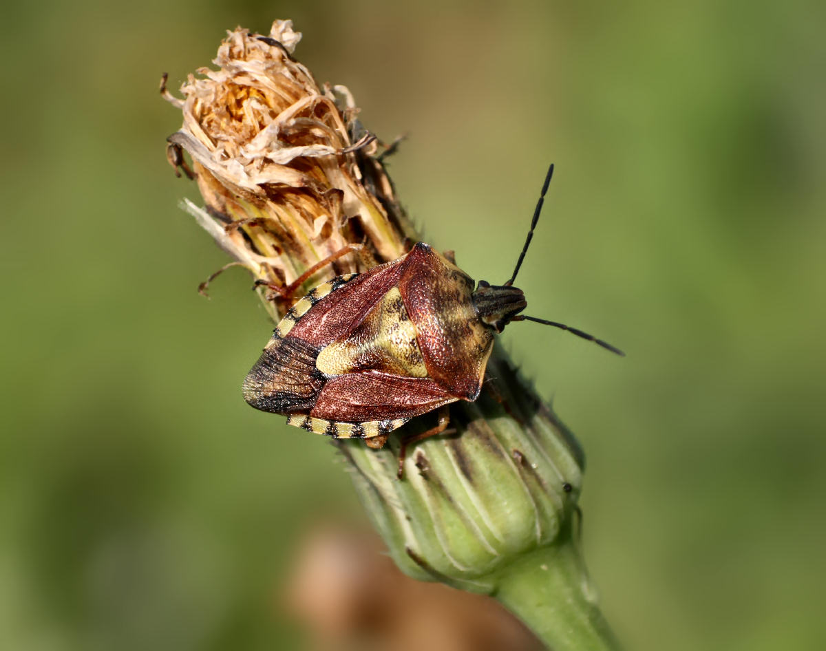 Pentatomidae: Carpocoris purpureipennis della Lombardia